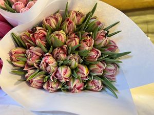 Тюльпаны оптом в Брянске